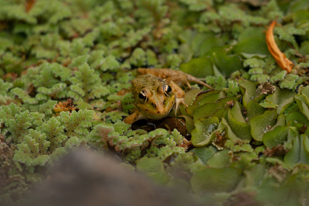 Ein kleiner Frosch sitzt zwischen Wasserpflanzen im Teich der Finca
